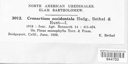 Cronartium occidentale image